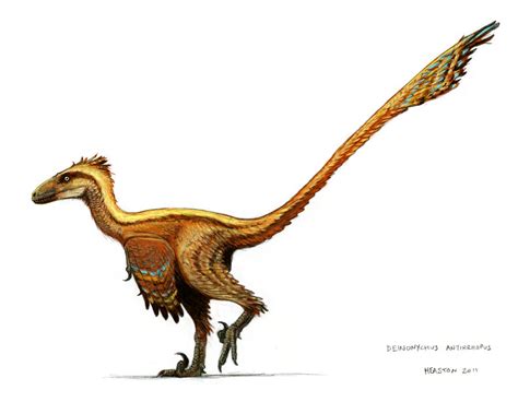 Deinonychus antirrhopus by pheaston on DeviantArt