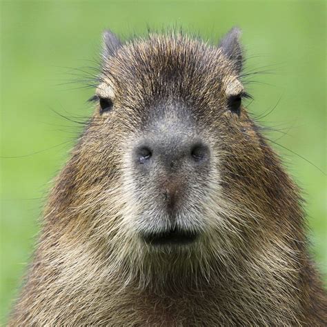 Suggestion : Capybara mount please