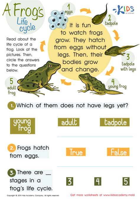 Grasshopper Life Cycle Worksheet