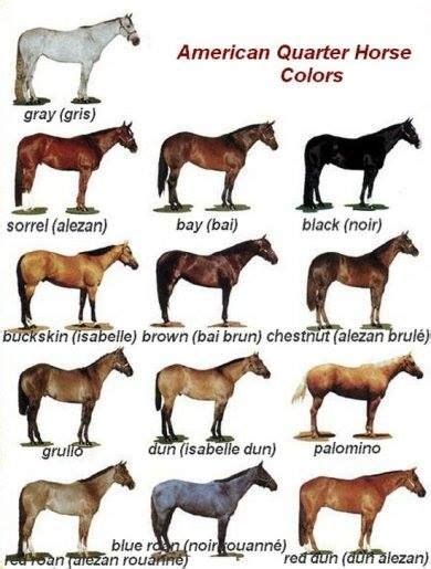 Image result for horse colors | Horse color chart, Quarter horse, Horse ...