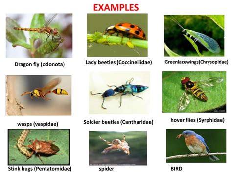 IMPORT AND EXPORT OF NATURAL ENEMIES OF AGRICULTURAL PEST | PPT