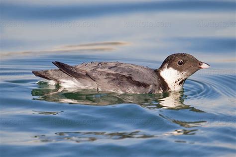 Ancient Murrelet Pictures and Photos - Photography - Bird | Wildlife ...