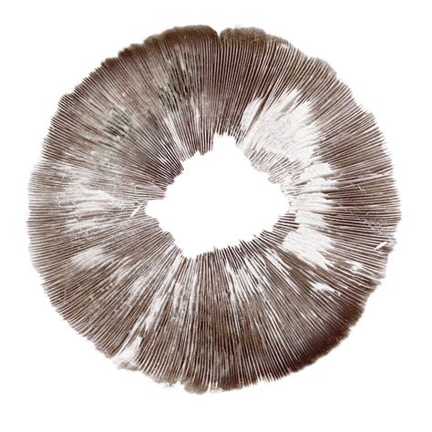 Spore Print Psilocybe cubensis Amazonas - Zamnesia UK