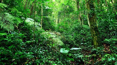 Green Trees Plants Jungle Forest Background HD Nature Wallpapers | HD ...