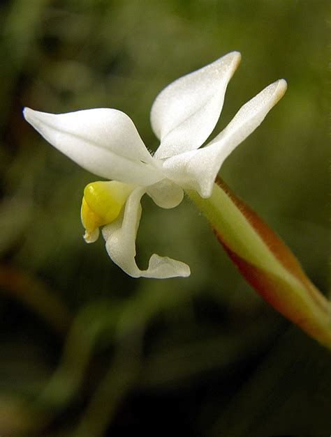 Ludisia discolor Jewel Orchid, Moth Orchid, Orchid Care, Orchid Plants ...