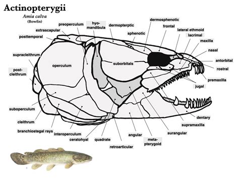 Fish Skulls – Morphology of the Vertebrate Skeleton