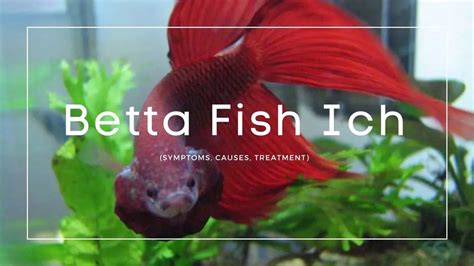 Betta Fish Ich: Symptoms, Causes, Treatment That Hobbyists Must Know