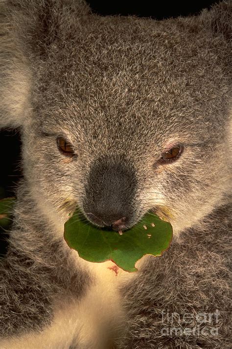 Koala Eating Eucalyptus Photograph by Art Wolfe - Fine Art America