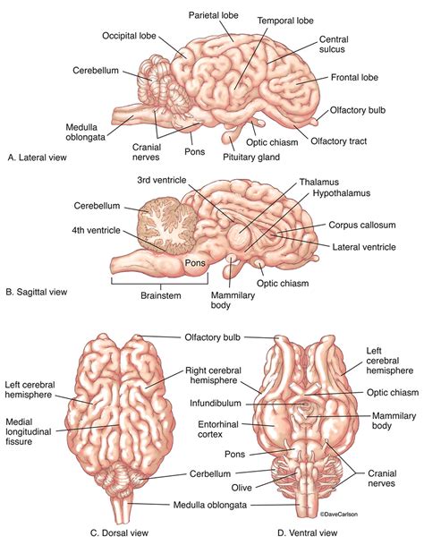 Labeling A Sheep Brain