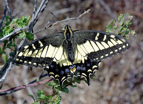 Anise Swallowtail Butterfly, description, characteristics, size ...