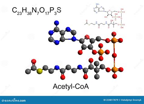 Lipid Metabolism Vector Illustration Infographic. Labeled Medical ...