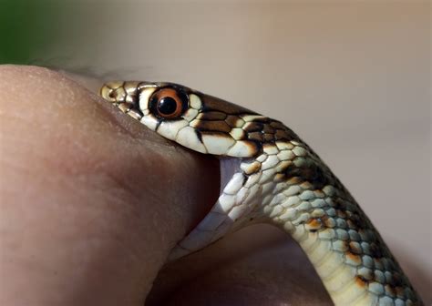 Toddler Bites Snake to Death after It Sunk Its Fangs into Her Lip ...