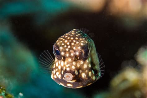 trunkfish2Mar29-15 | Underwater fish, Pets, Fish pet