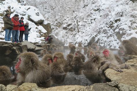 Yigokudani Monkey Park (Chubu) - youinJapan.net