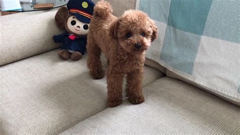 10 Things You Didn't Know About the Teacup Poodle > Puppy Toob