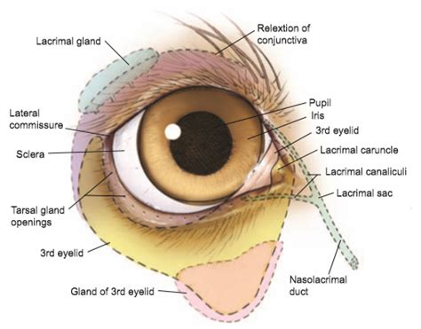 Eye Opener: Anatomy - Glands