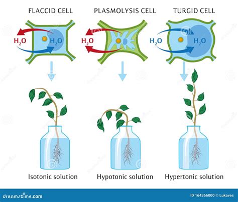 Osmosis In Plants