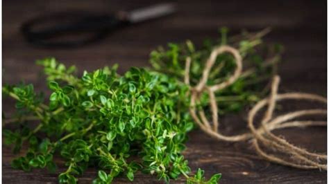 Thyme vs Oregano – Differences In Taste & Health Benefits - Health ...