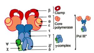 DNA Polymerase III Holoenzyme | 3R How - Replication Recombination Repair