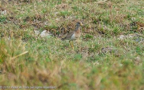 Lapwing Grey-Headed (Vanellus cinereus) juvenile - India - World Bird ...