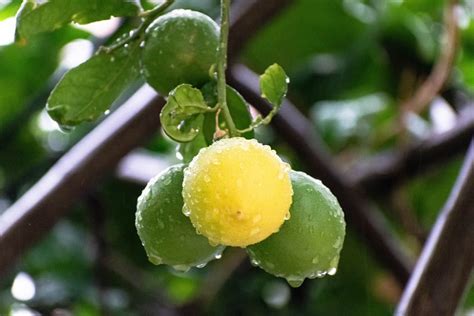 Sour To Sweet: 15 Lemon Tree Care Tips For Faster Growth