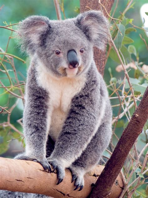 14 Incredibly Funny And Cute Pictures of Koalas! | My Name is Alice ...