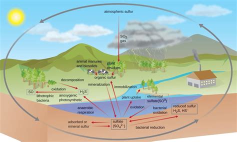 The Sulfur Cycle