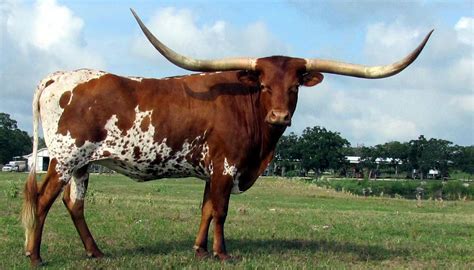 Texas Longhorn Cattle Breed – Everything You Need to Know