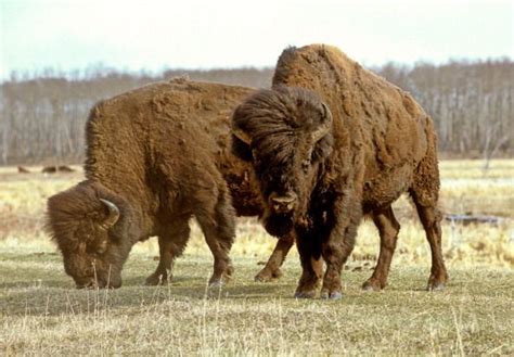 Two wild wood bison foraging for some grass in spring time on a warm ...