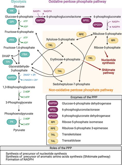 Schematic drawing of the pentose phosphate pathway, its enzymes, and ...