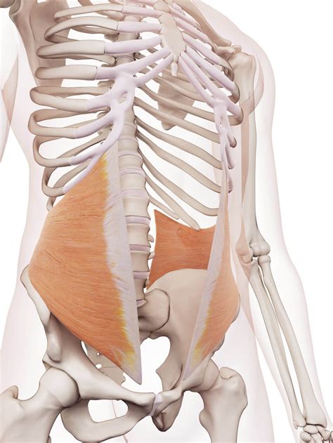 External and Internal Oblique Muscles