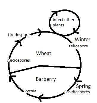 Describe the Life Cycle of Wheat Rust