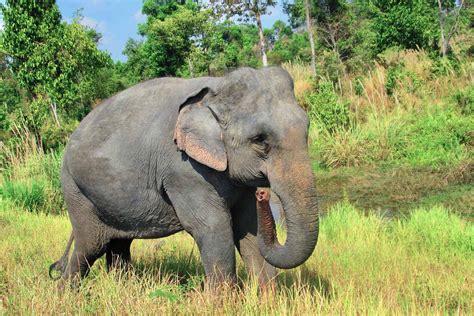 Cambodia Wildlife Sanctuary - Weekly Volunteer - Cambodia - / Siem Reap ...