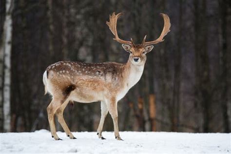 Red Deer: Characteristics, Behavior, and Habitat - My Animals