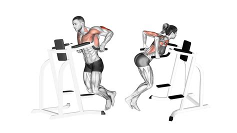 Dips (Chest and Triceps): Benefits, Muscles Worked, and More - Inspire US