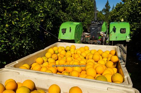 Photos and pictures of: Harvesting oranges, Citrus Farm, Clanwilliam ...