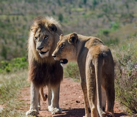 African Lion Facts: Habitat, Diet, Behavior