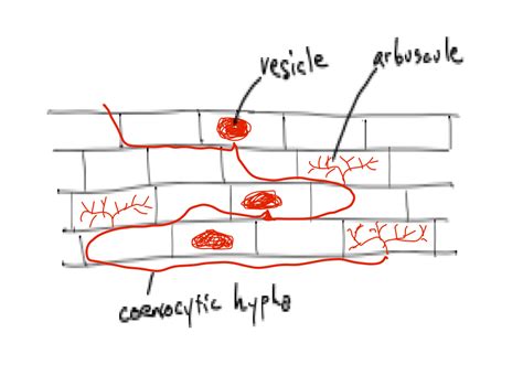 Glomeromycota: important mycorrhizal fungi – Inanimate Life