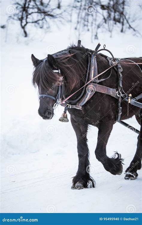 Horse Pulling Sled Snow Stock Photos - Download 45 Royalty Free Photos