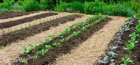 No-Till Gardening: An Easier Way to Grow