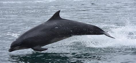 Wildlife | Outer Hebrides Wildlife Festival | United Kingdom