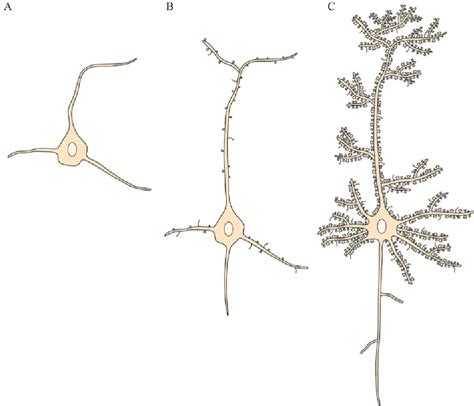 Epigenetic regulation of neuronal dendrite and dendritic spine ...