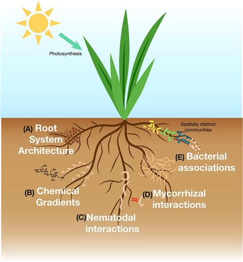 Frontiers | Specialized Plant Growth Chamber Designs to Study Complex ...