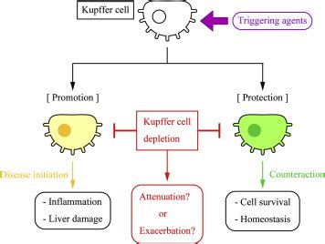 Pathogenesis of Kupffer Cells in Cholestatic Liver Injury - The ...