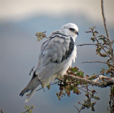 White-tailed Kite | Los Padres ForestWatch