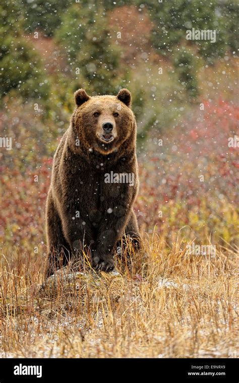 Grizzly bear (Ursus arctos) in late autumn mountain habitat (captive ...