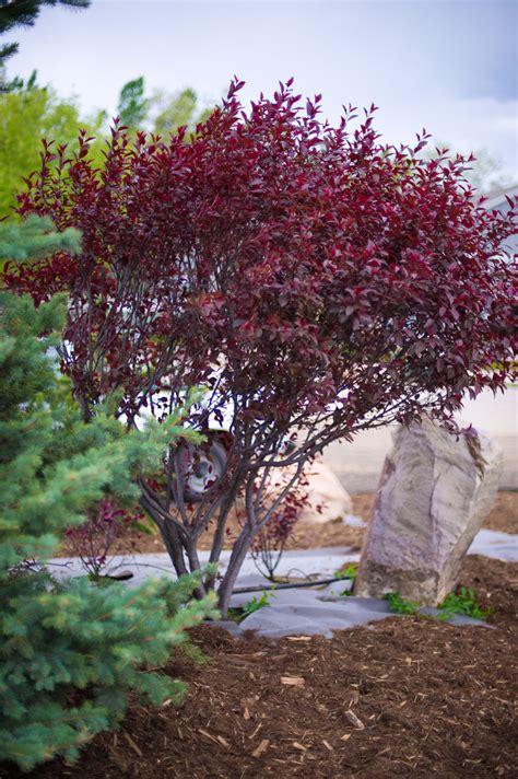 PLUM PURPLE LEAF SANDCHERRY For Sale in Boulder Colorado