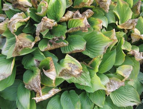 Hosta Sunburn - ILT Vignocchi Landscape Architects & Contractors