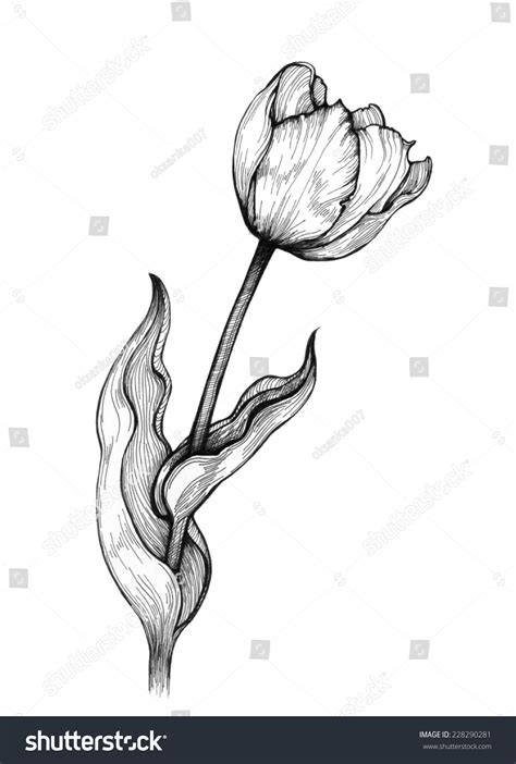 Graphic Illustration Tulip On White Background Stock Illustration ...