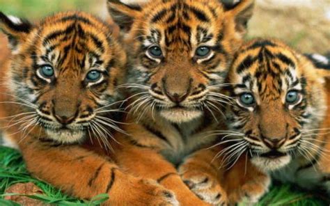 Cute Tiger Wallpaper (56+ pictures) - WallpaperSet